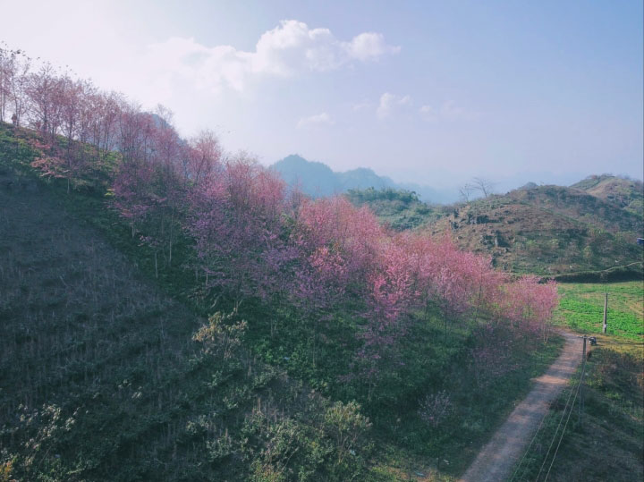 Peach Blossoms Moc Chau